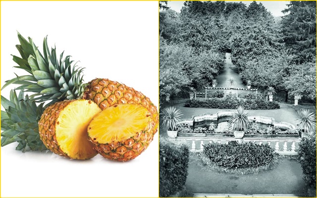 Din Agricultura altor secole, pe taramurile noastre (SIGUR veti fi uluiti!): Ananasul, cultivat acum mai bine de 200 de ani de baronul Samuel von Brukenthal in Transilvania