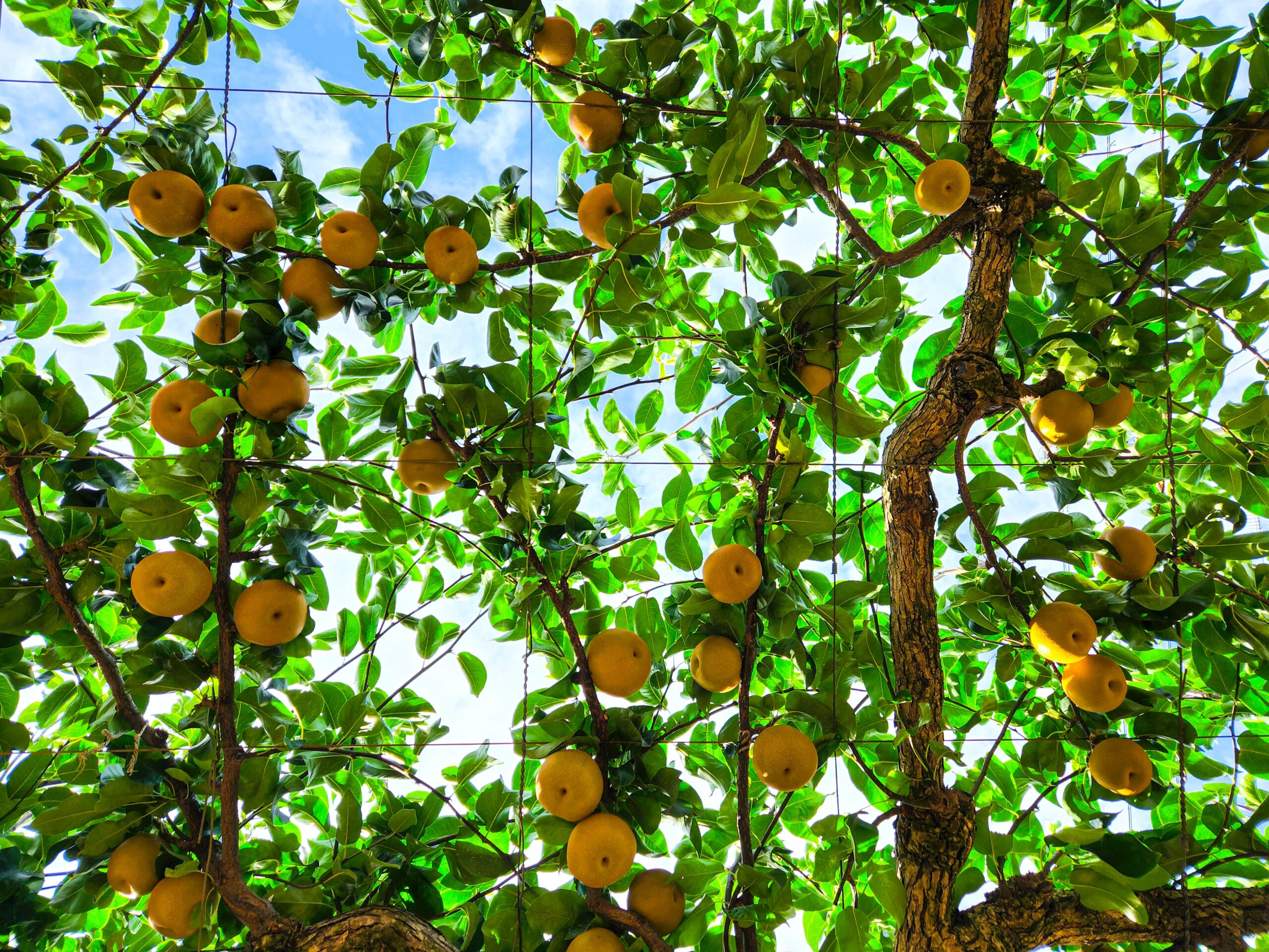 Sfaturi utile despre cum sa pregatesti pomii fructiferi pentru iarna