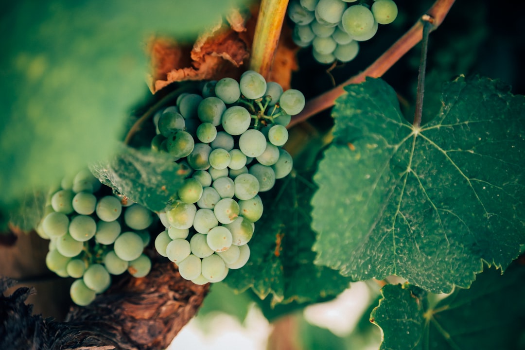 Photo Wine and food