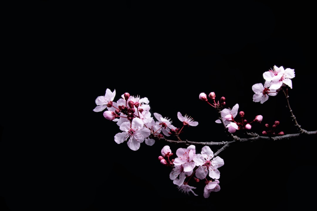 Photo Cherry blossoms