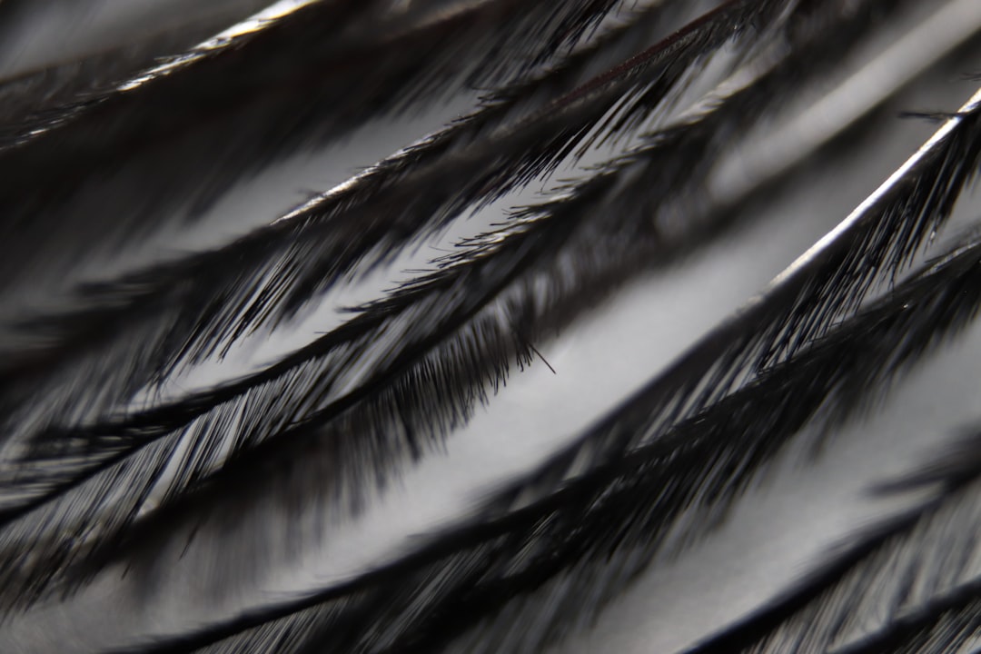 Photo Falling feathers