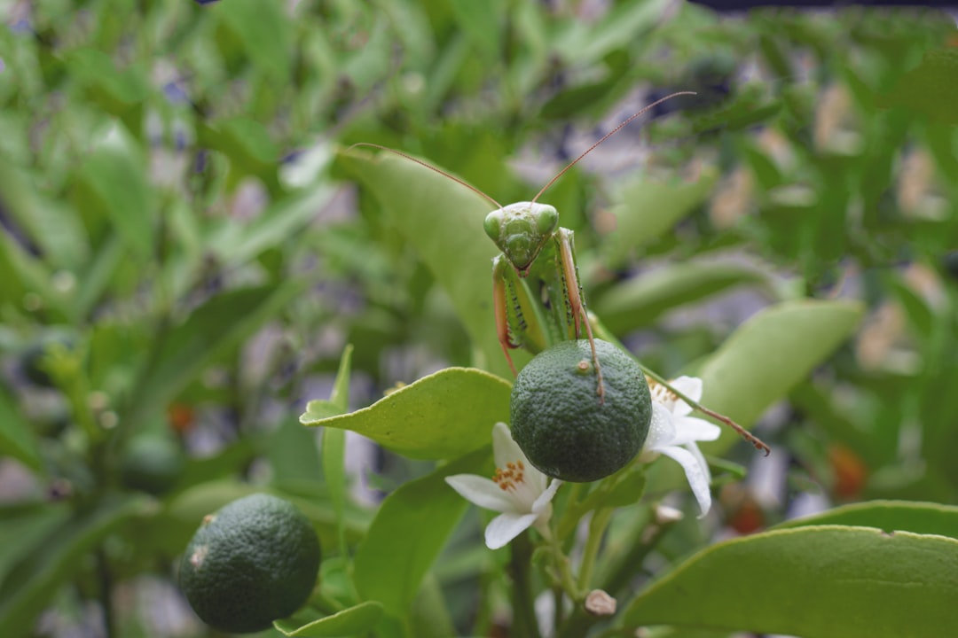 Photo hummus avocado