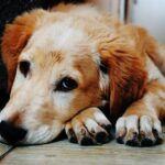 Incinerare animale companie constanta
